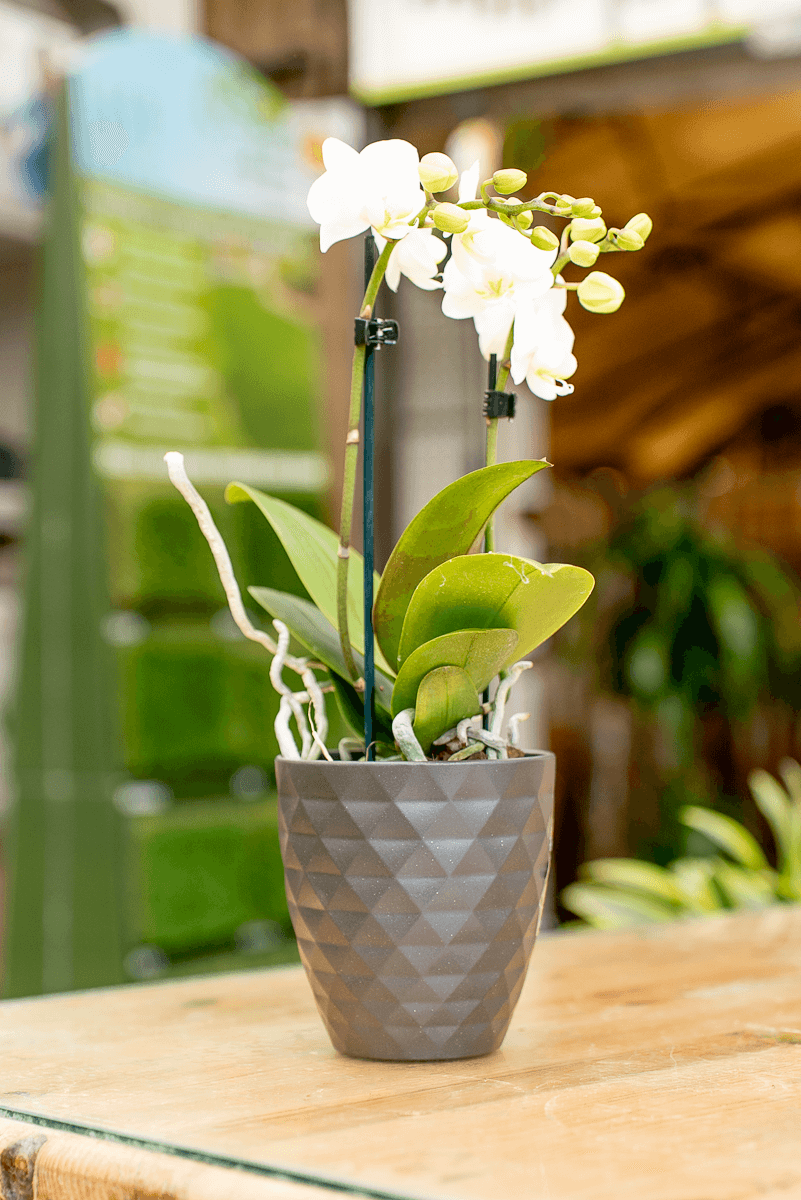 Coprivaso Orchidea Ceramica Sfaccettato