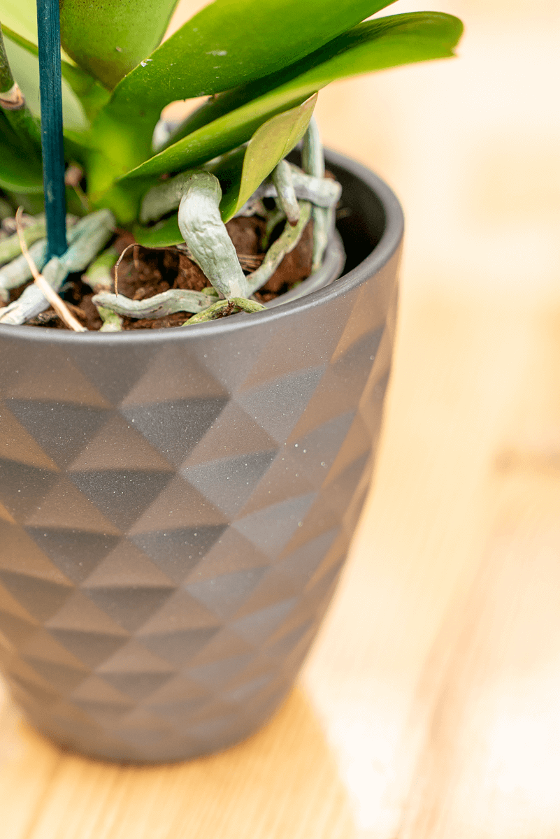 Coprivaso Orchidea Ceramica Sfaccettato