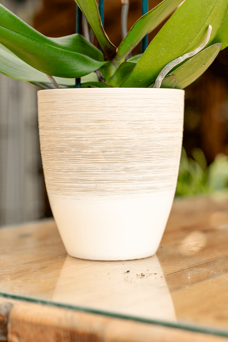Coprivaso Orchidea Ceramica Graffiato