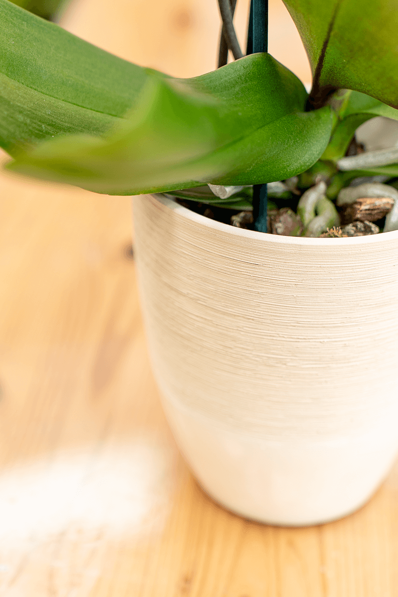 Coprivaso Orchidea Ceramica Graffiato