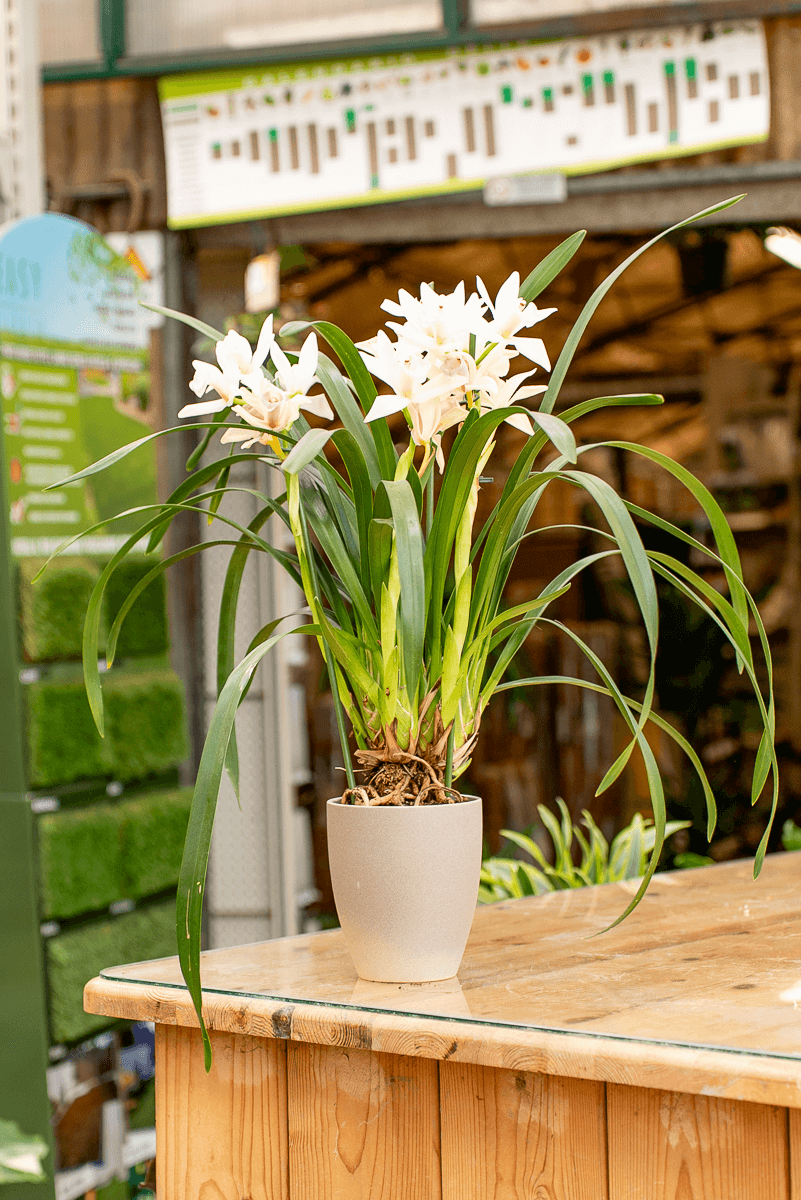 Coprivaso Orchidea Ceramica Roccia