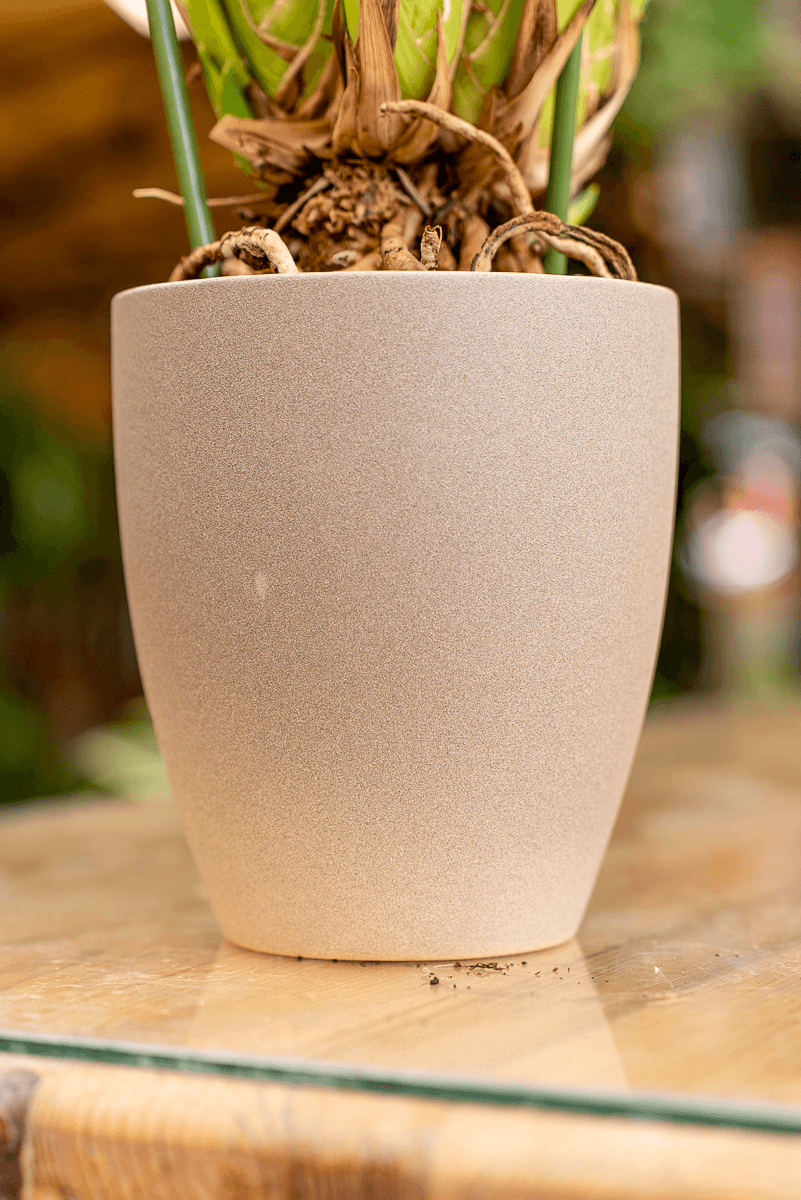 Coprivaso Orchidea Ceramica Roccia
