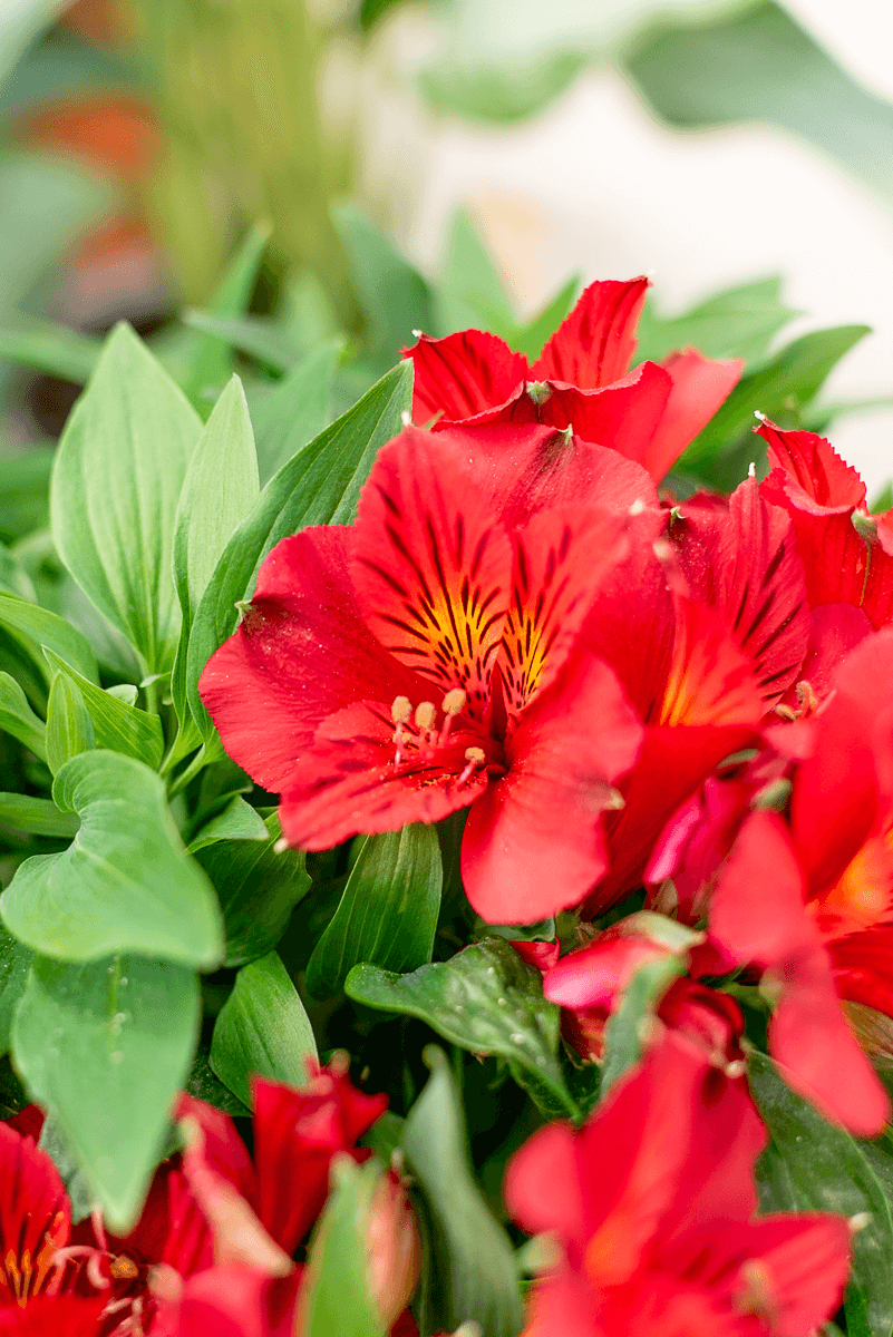 Alstroemeria