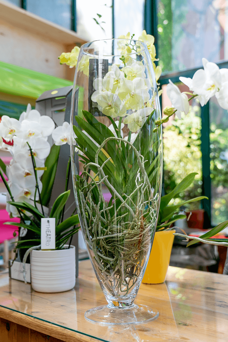 Orchidea Vanda In Vetro