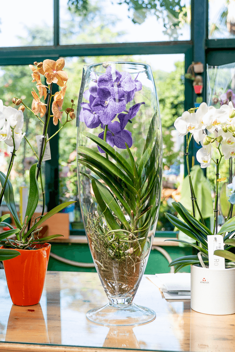Orchidea Vanda In Vetro