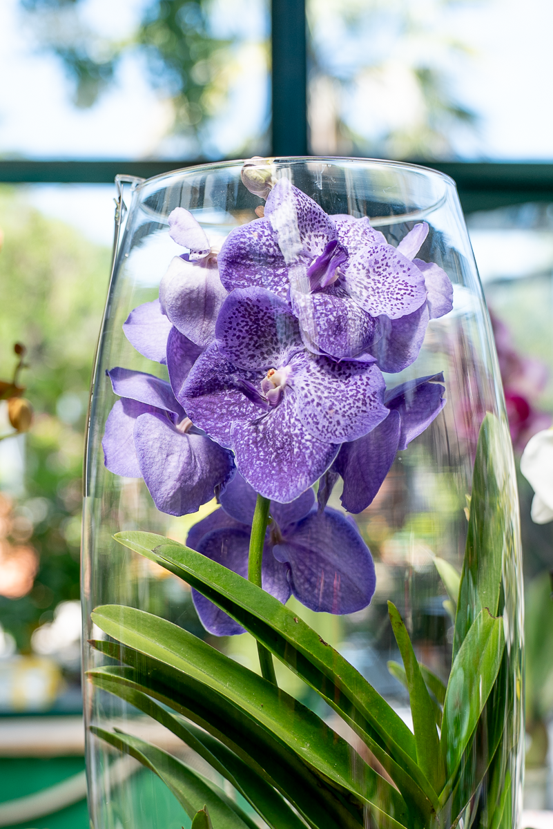 Orchidea Vanda In Vetro