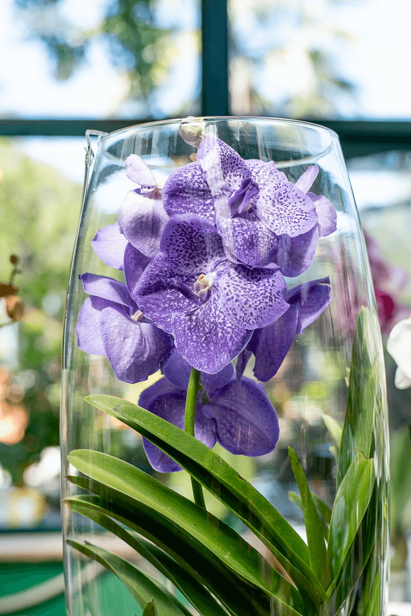 Orchidea Vanda In Vetro