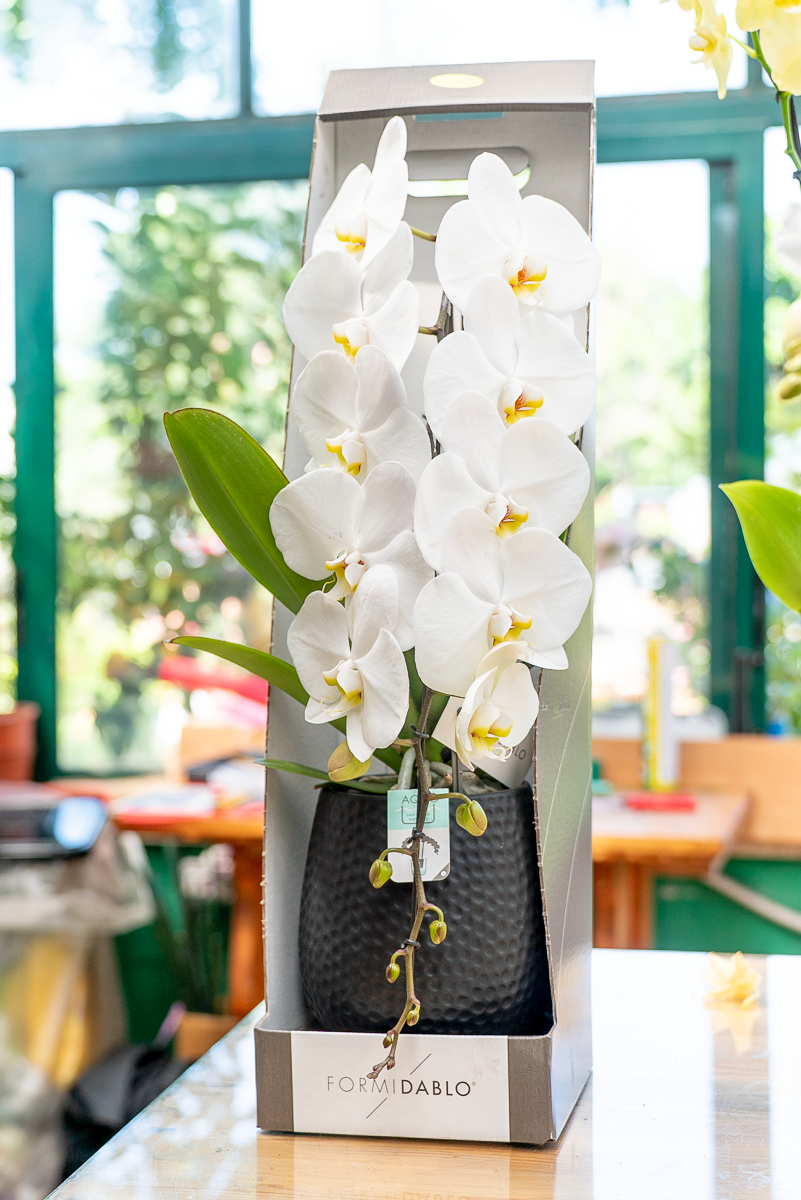 Orchidea Fortuno