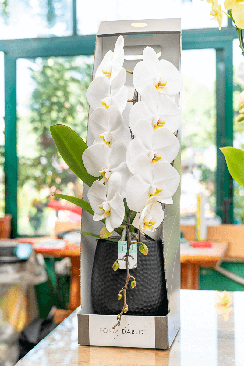 Orchidea Fortuno
