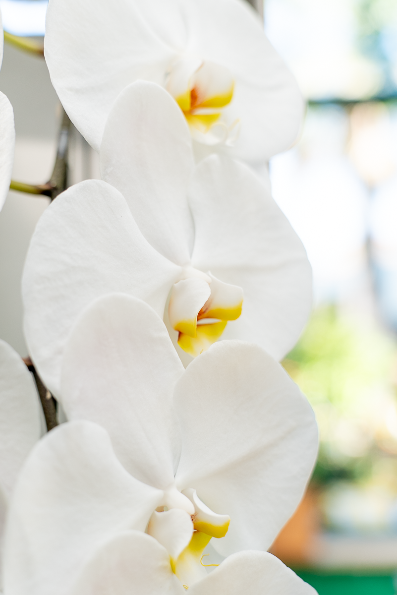 Orchidea Fortuno