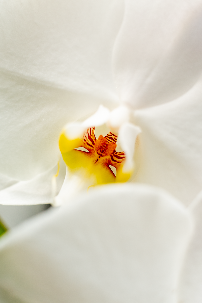 Orchidea Fortuno