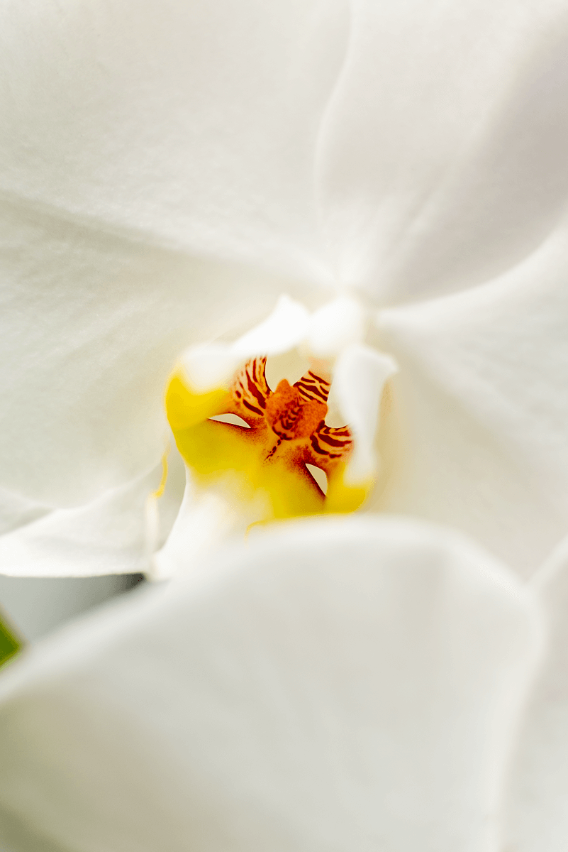 Orchidea Fortuno