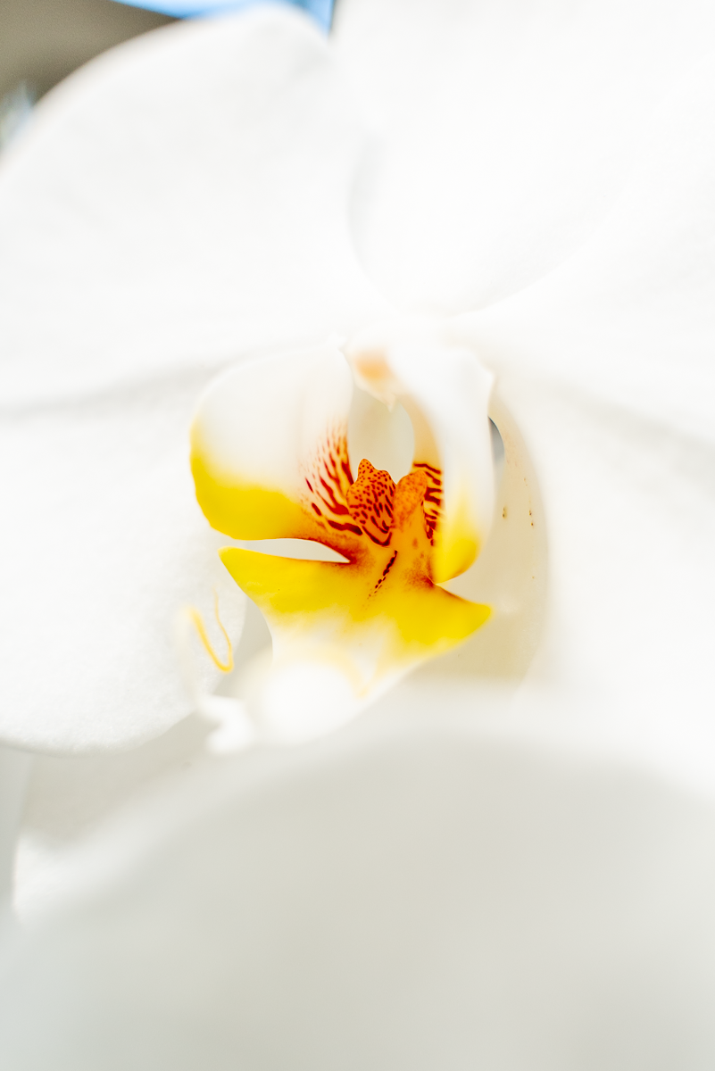 Orchidea Fortuno