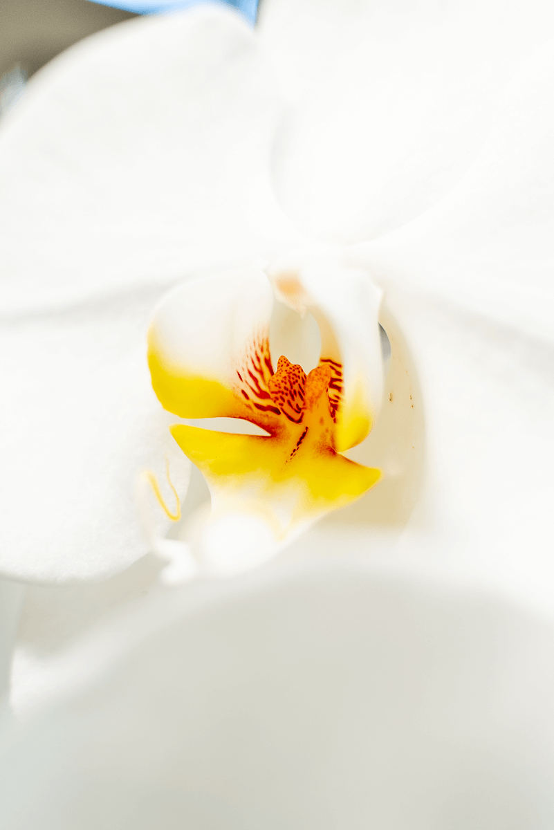 Orchidea Fortuno