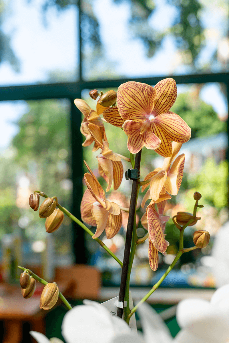 Orchidea