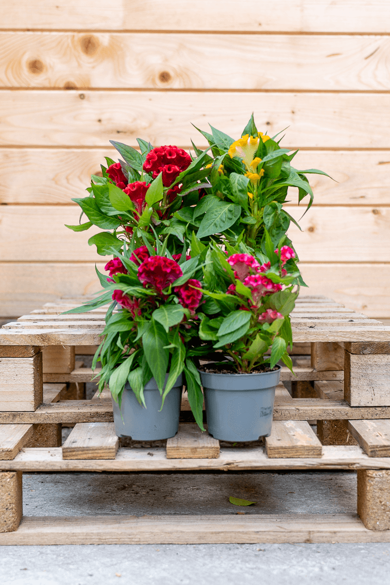 Celosia Crestata