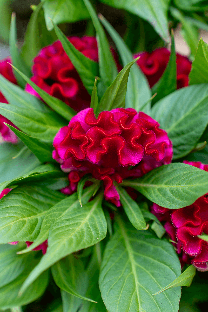 Celosia Crestata