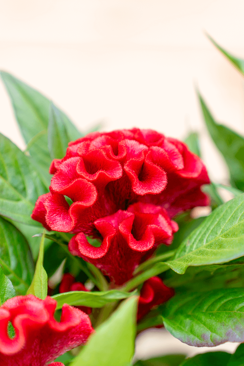 Celosia Crestata