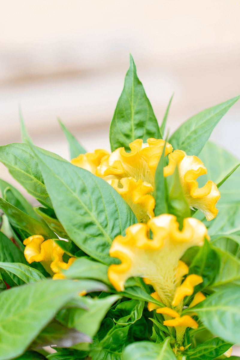 Celosia Crestata