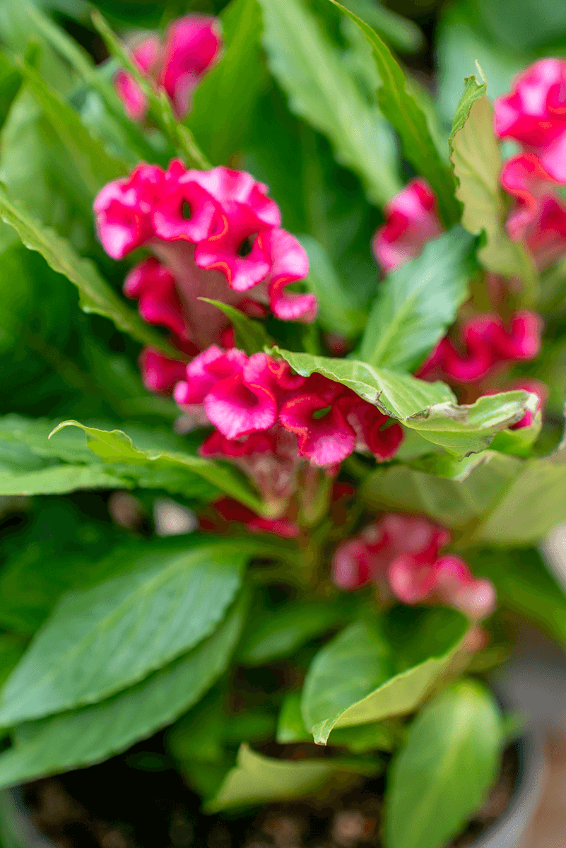 Celosia Crestata