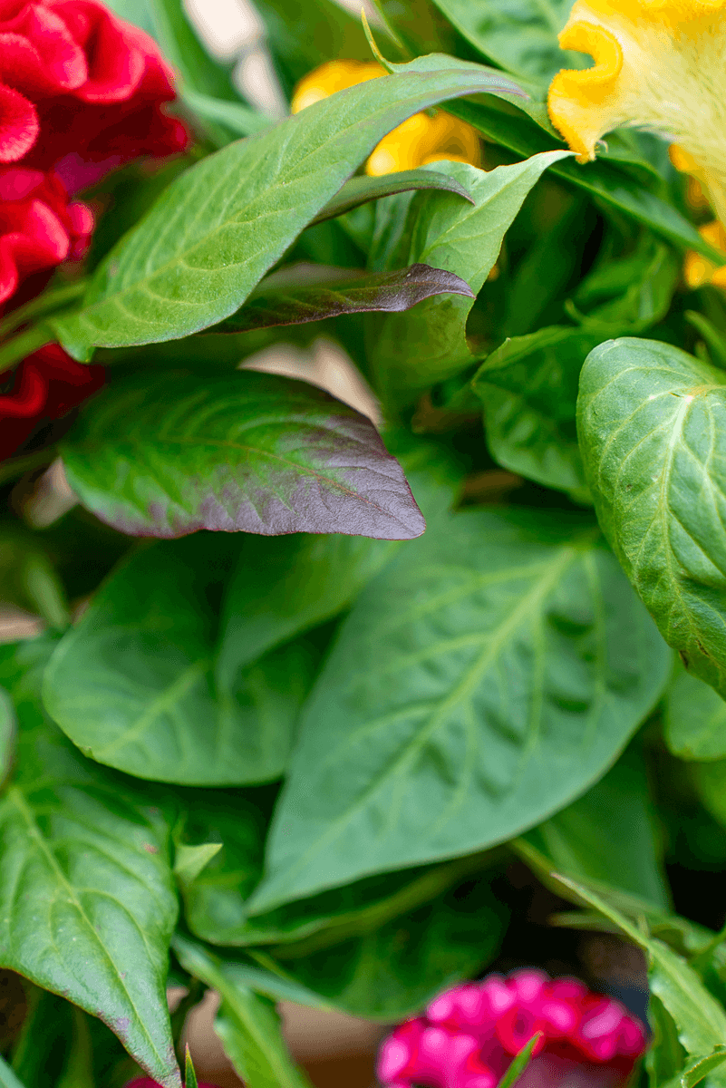 Celosia Crestata