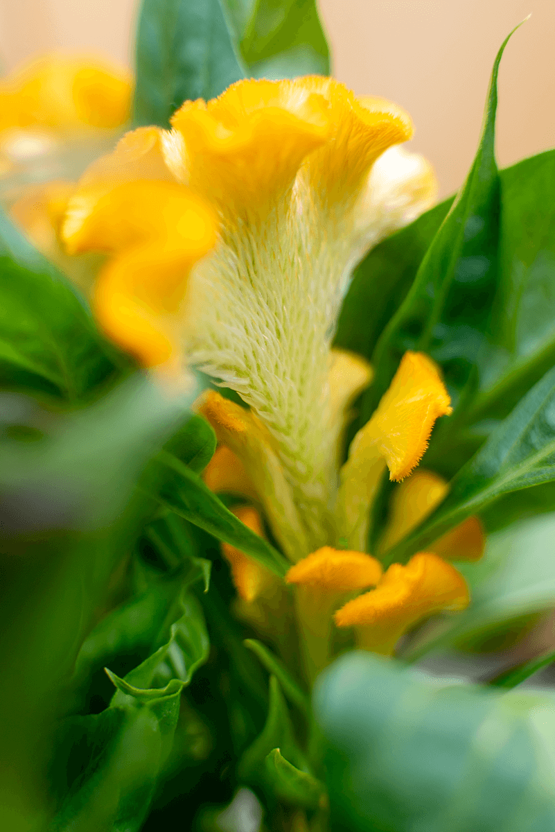 Celosia Crestata
