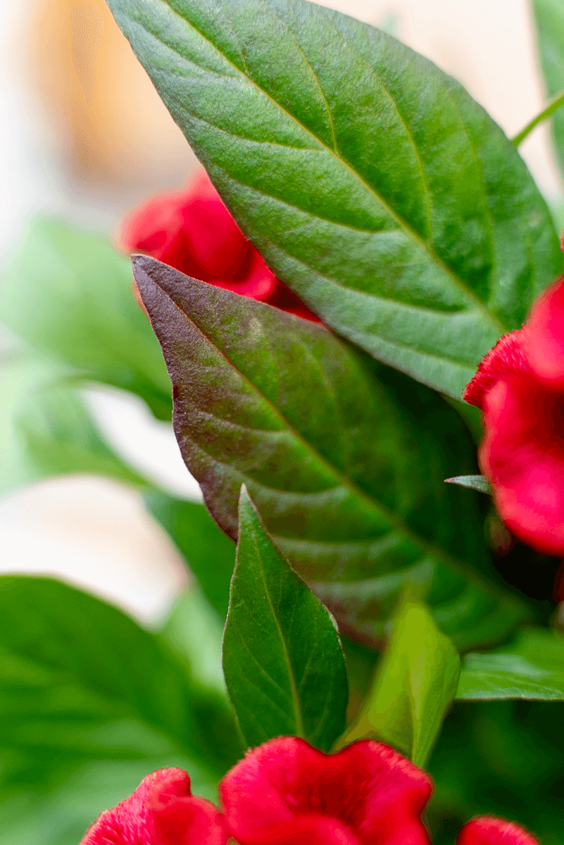 Celosia Crestata