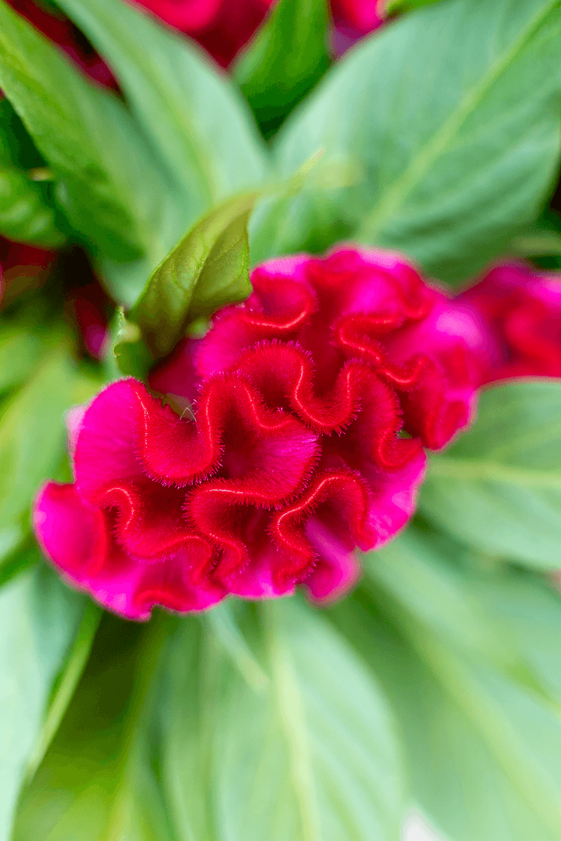 Celosia Crestata