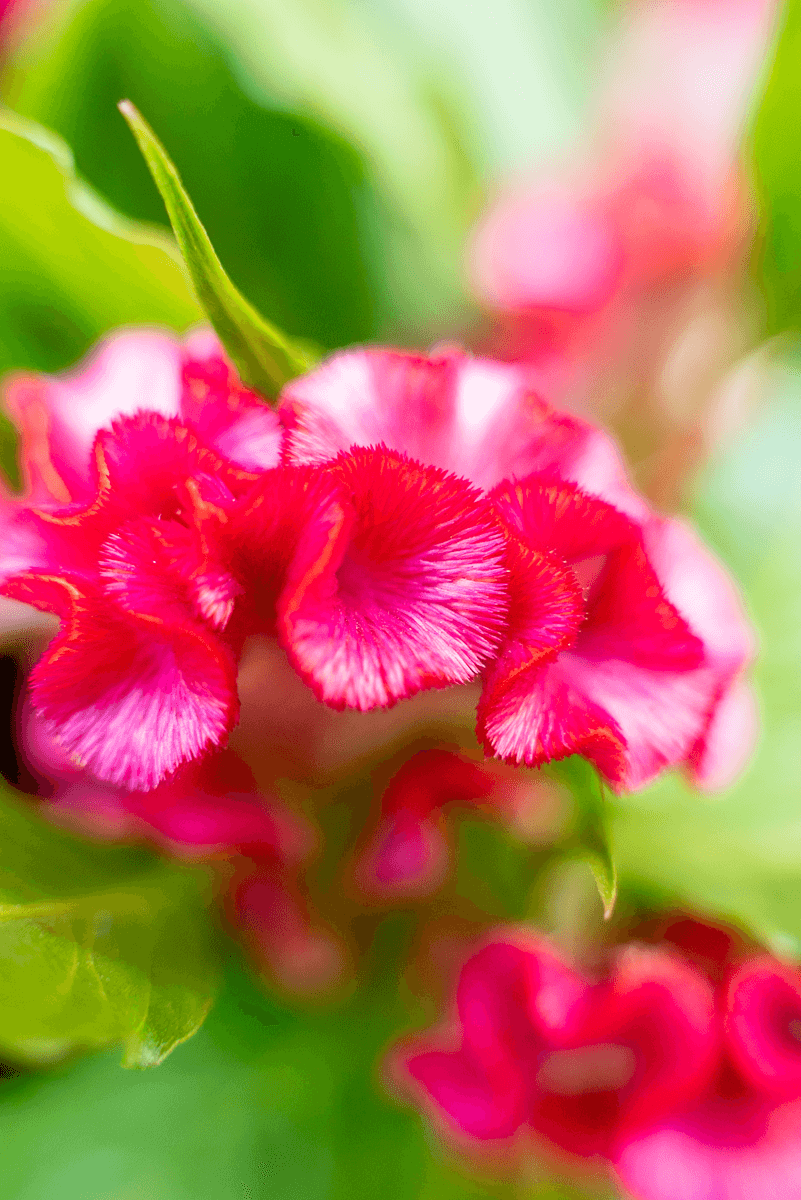 Celosia Crestata