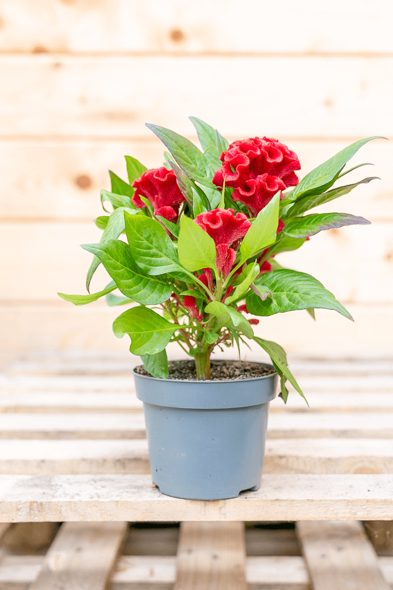 Celosia Crestata