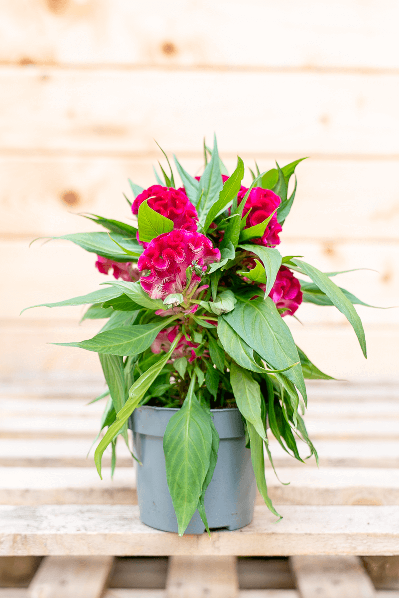 Celosia Crestata