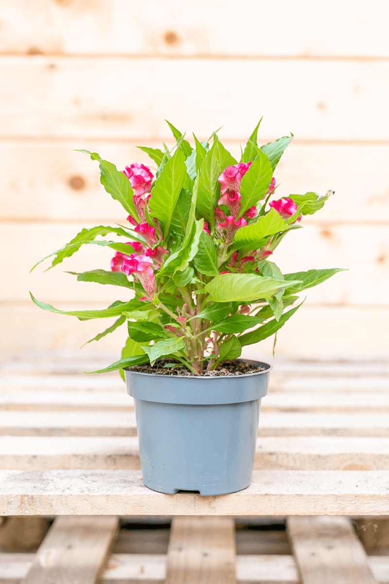 Celosia Crestata