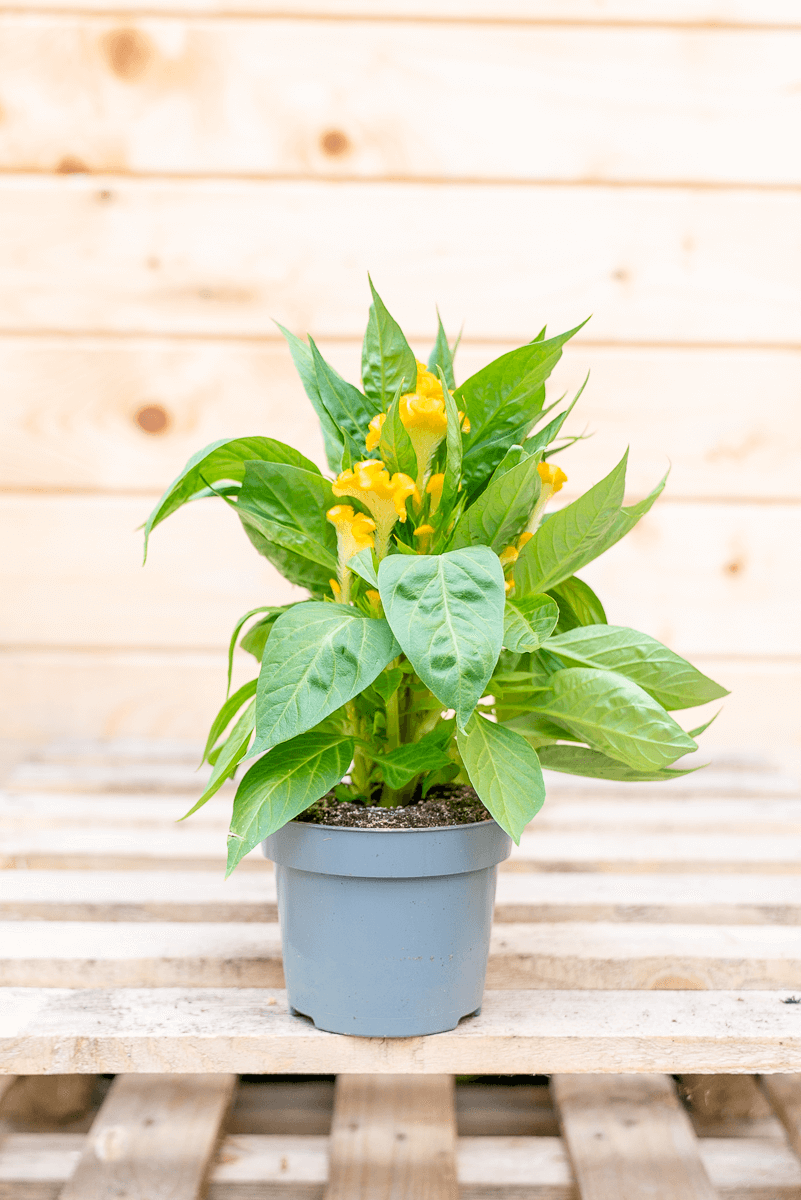 Celosia Crestata