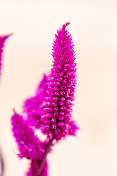 Celosia Mystic Shades
