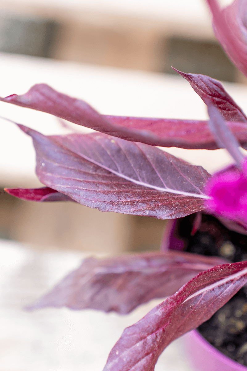 Celosia Mystic Shades