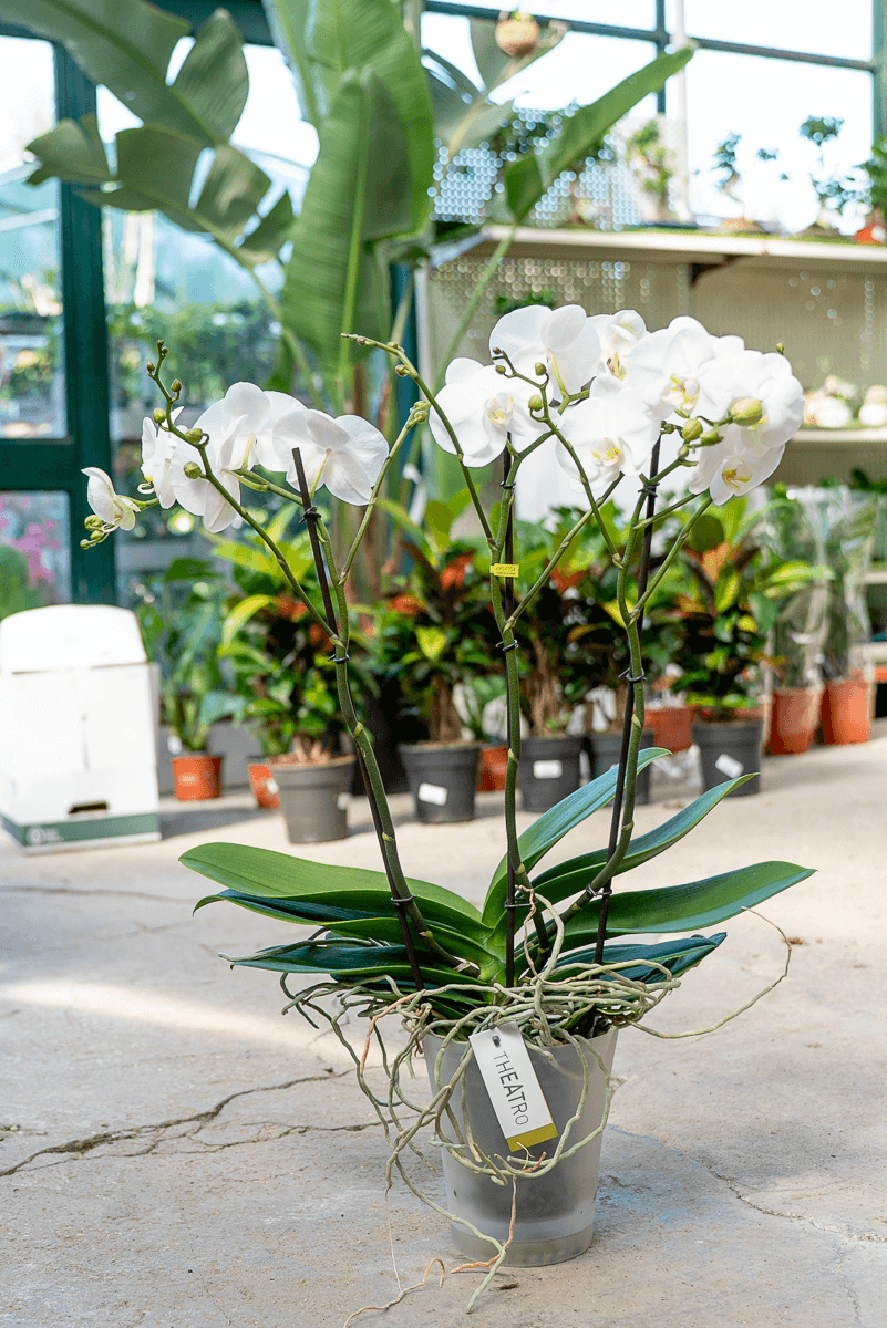 Orchidea