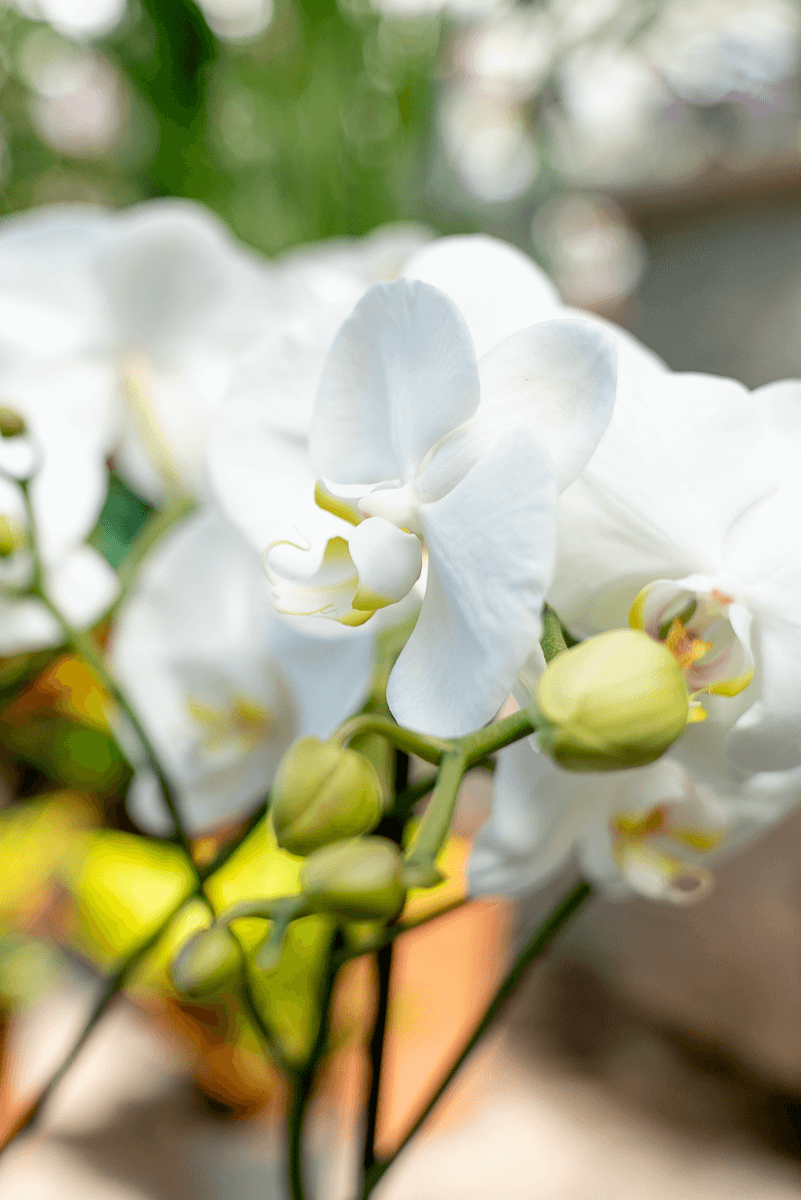 Orchidea