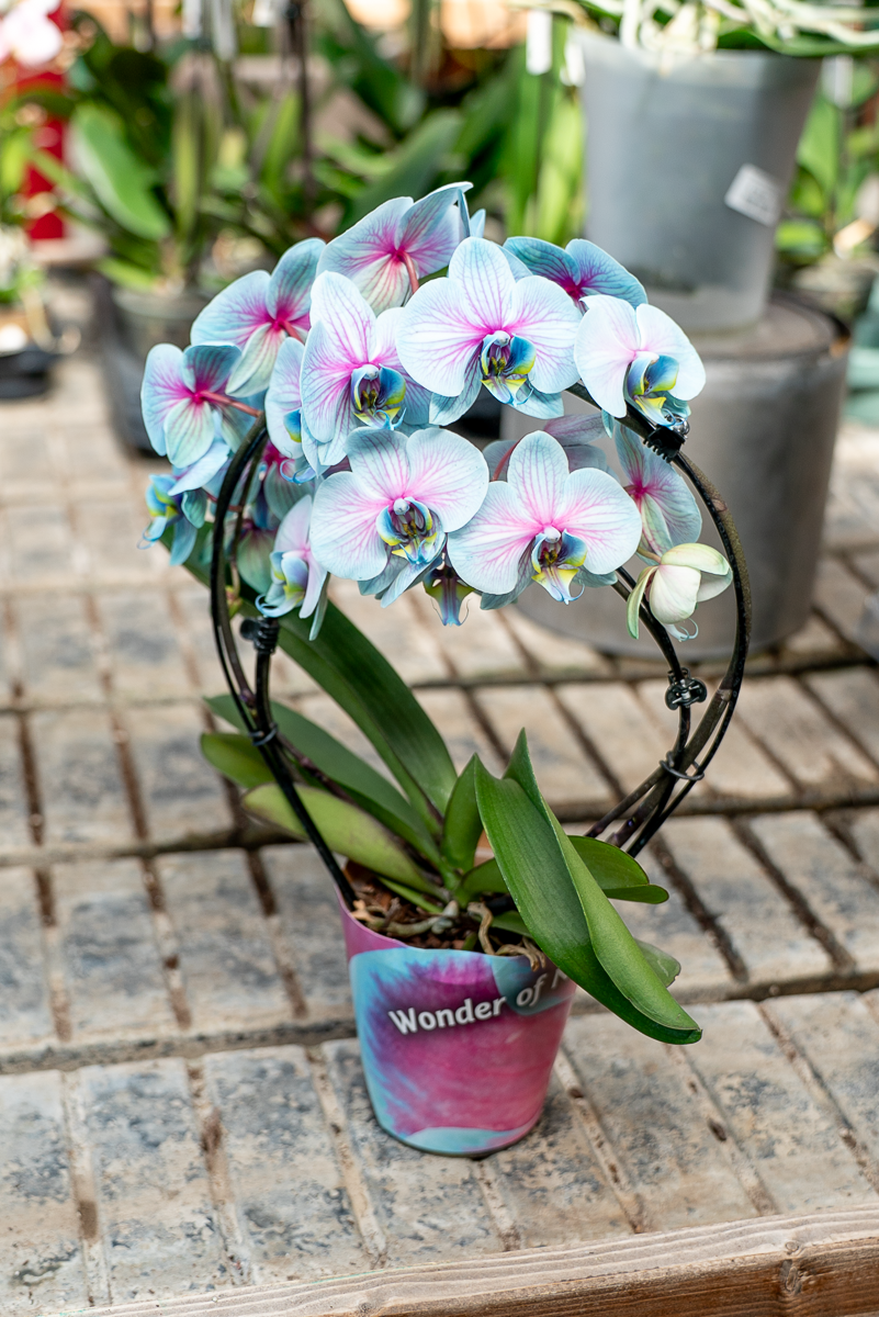 Orchidea Scenografica Magic Blue
