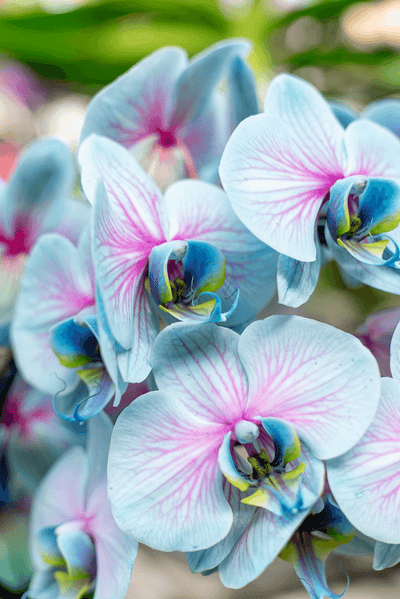 Orchidea Scenografica Magic Blue