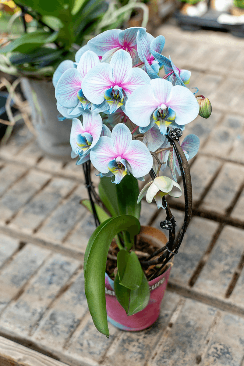 Orchidea Scenografica Magic Blue