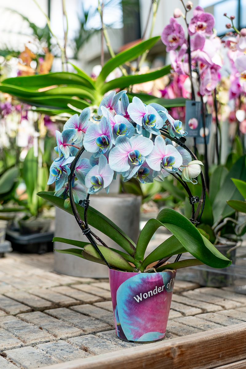 Orchidea Scenografica Magic Blue
