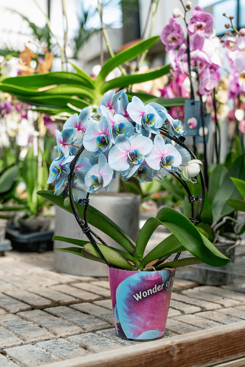 Orchidea Scenografica Magic Blue