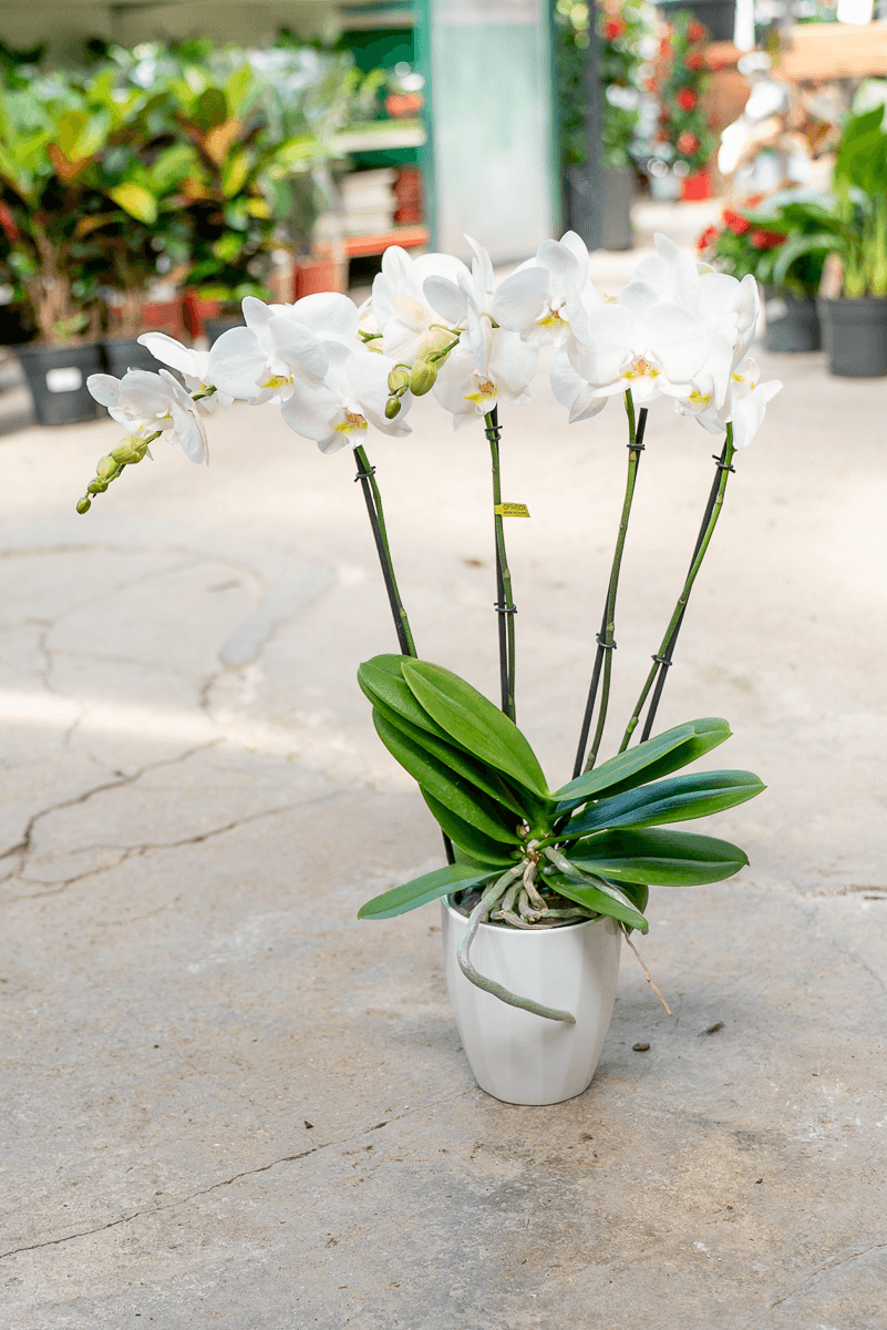 Orchidea