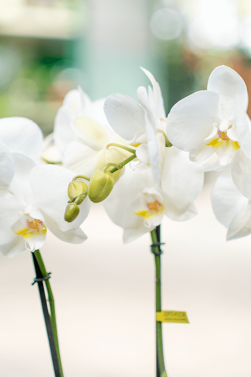 Orchidea