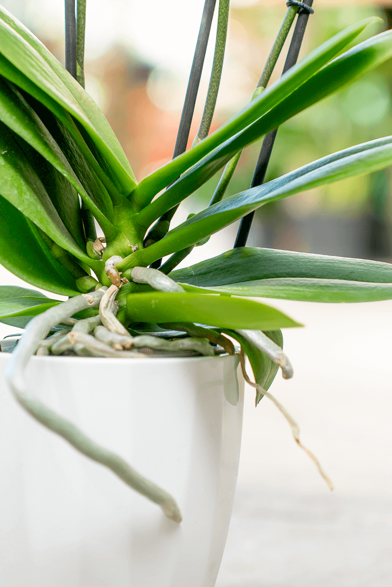 Orchidea
