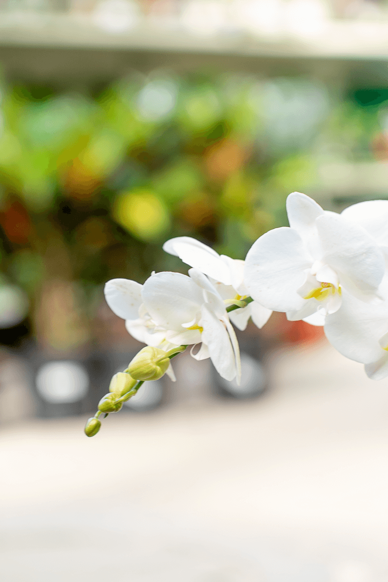 Orchidea