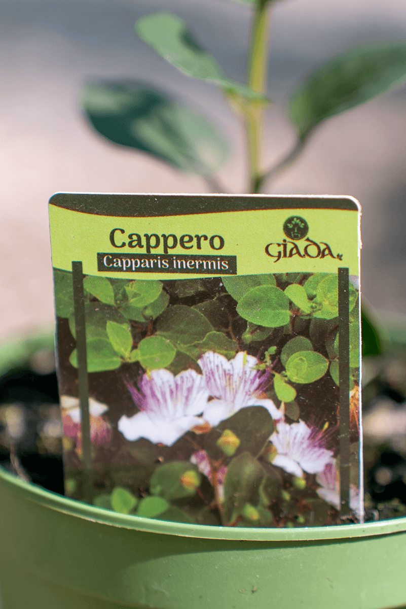 Cappero