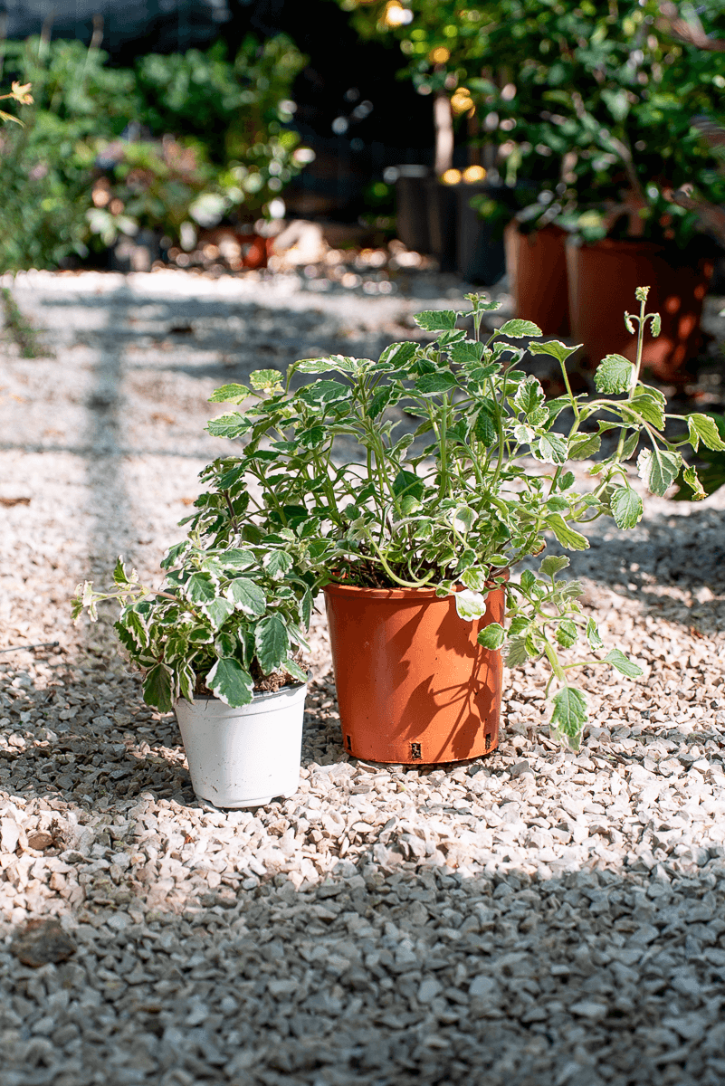 Incenso (Plectranthus Coleoides)