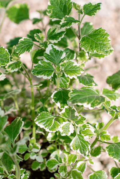 Incenso (Plectranthus Coleoides)