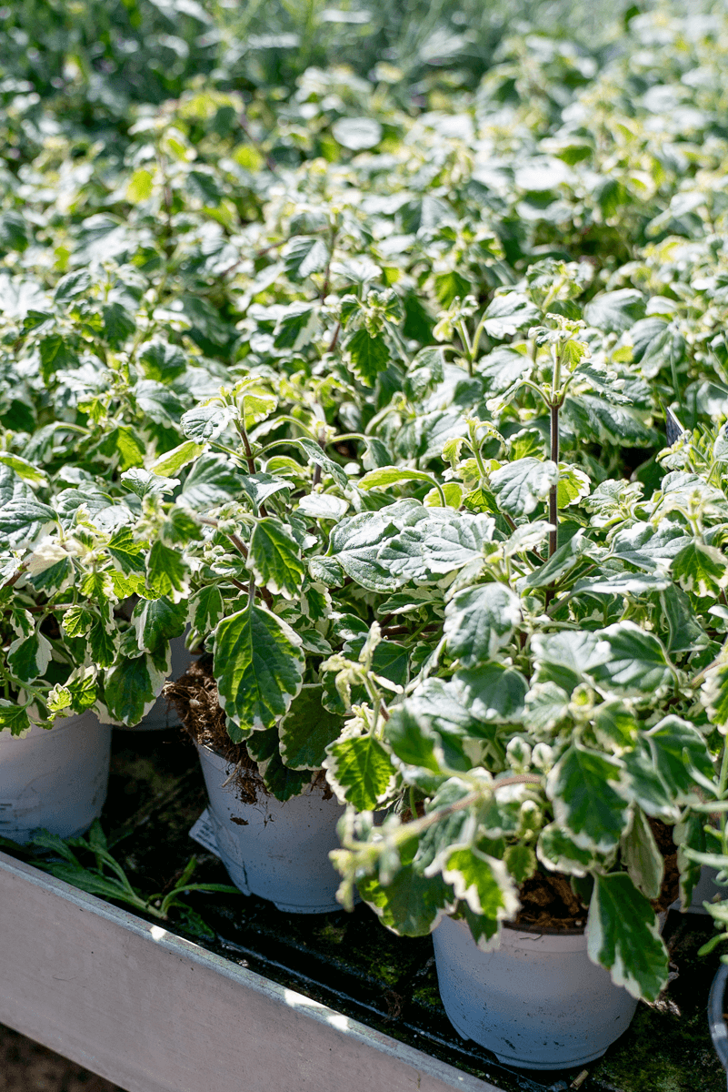 Incenso (Plectranthus Coleoides)